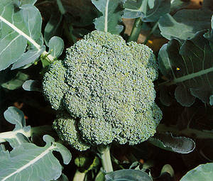 Broccoli Seeds Made in Korea